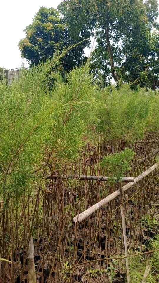jual pohon cemara laut kecil dan besar