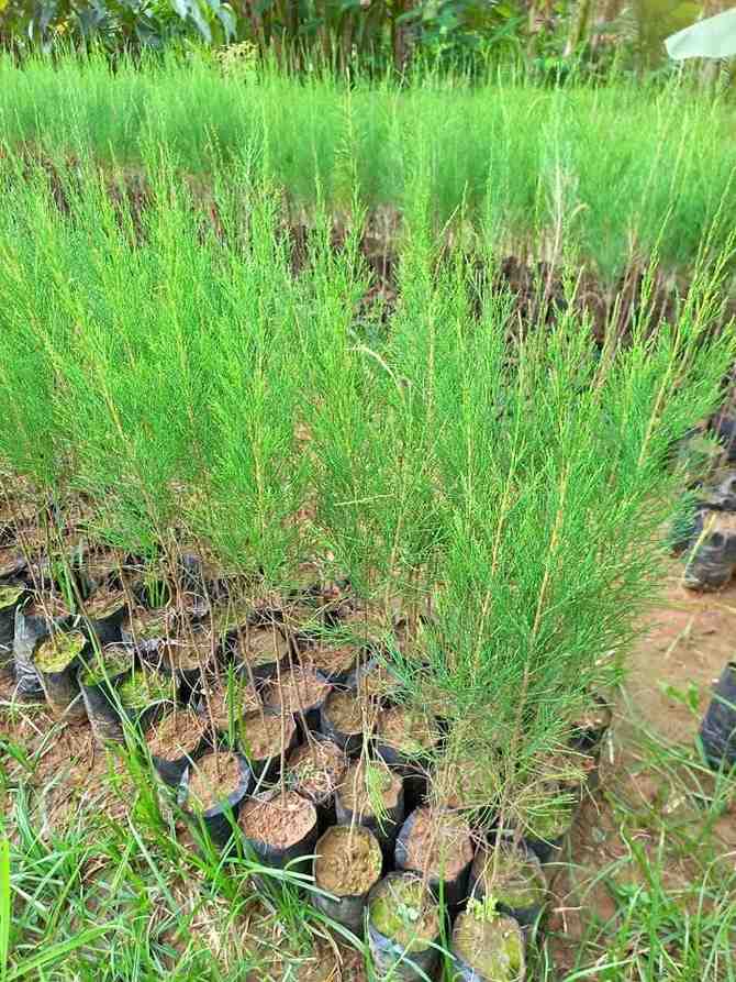 jual pohon cemara laut kecil dan besar