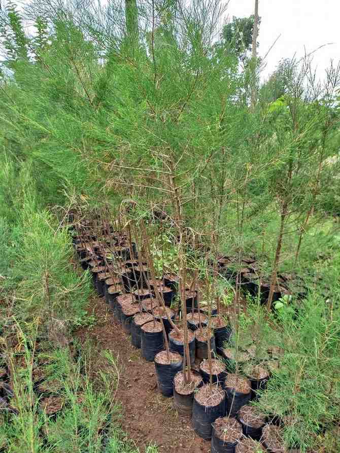 jual pohon cemara laut kecil dan besar