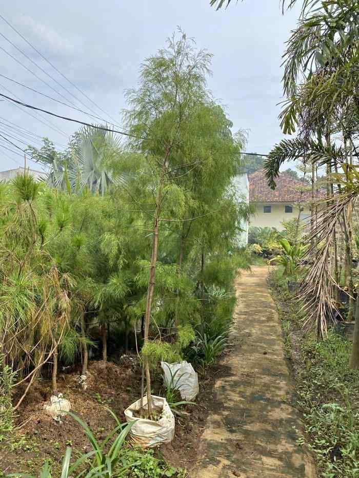 jual pohon cemara laut kecil dan besar