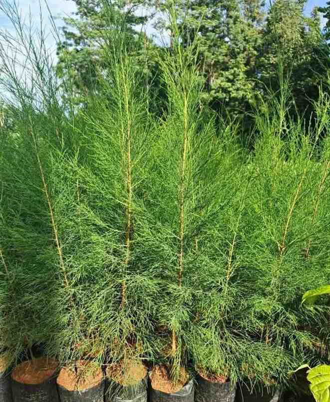 jual pohon cemara laut kecil dan besar