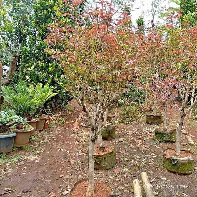 jual pohon japanese red maple tanaman hias langka cantik