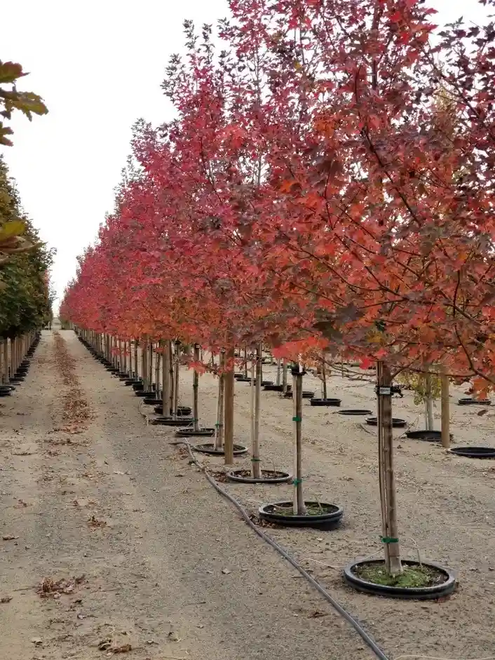 jual pohon japanese red maple tanaman hias langka cantik