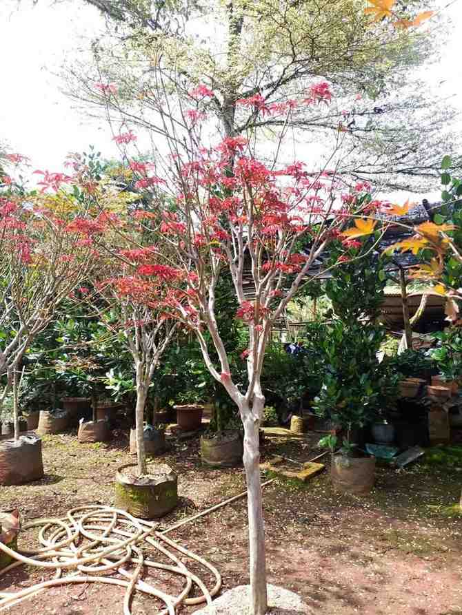 jual pohon japanese red maple tanaman hias langka cantik