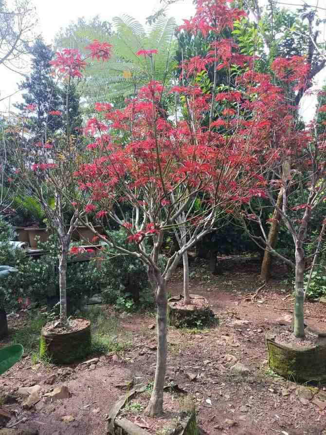 jual pohon japanese red maple tanaman hias langka cantik