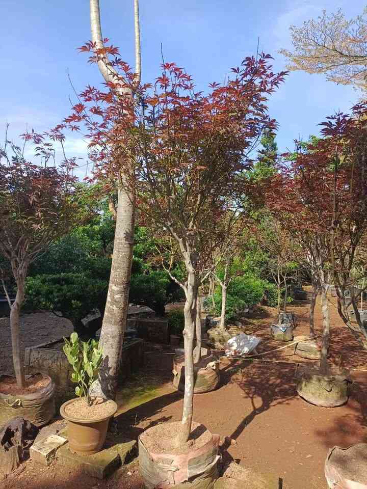 jual pohon japanese red maple tanaman hias langka cantik