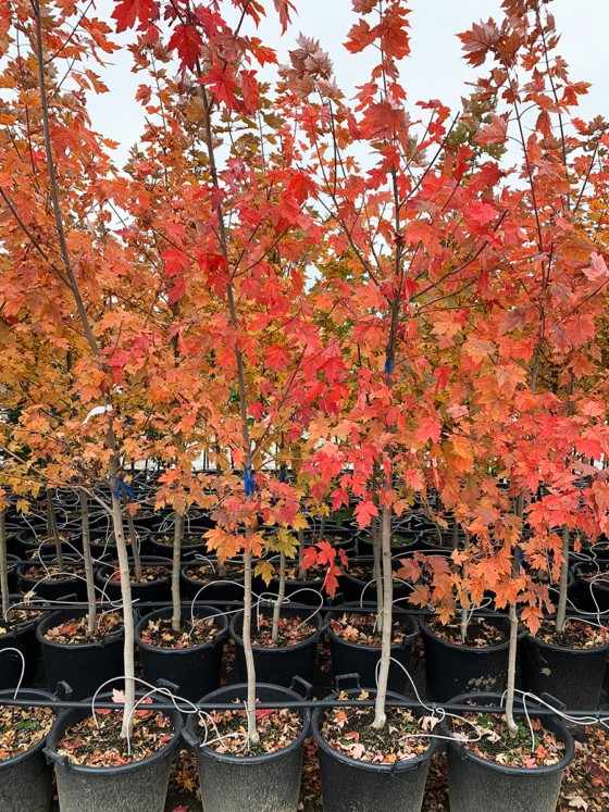jual pohon japanese red maple tanaman hias langka cantik