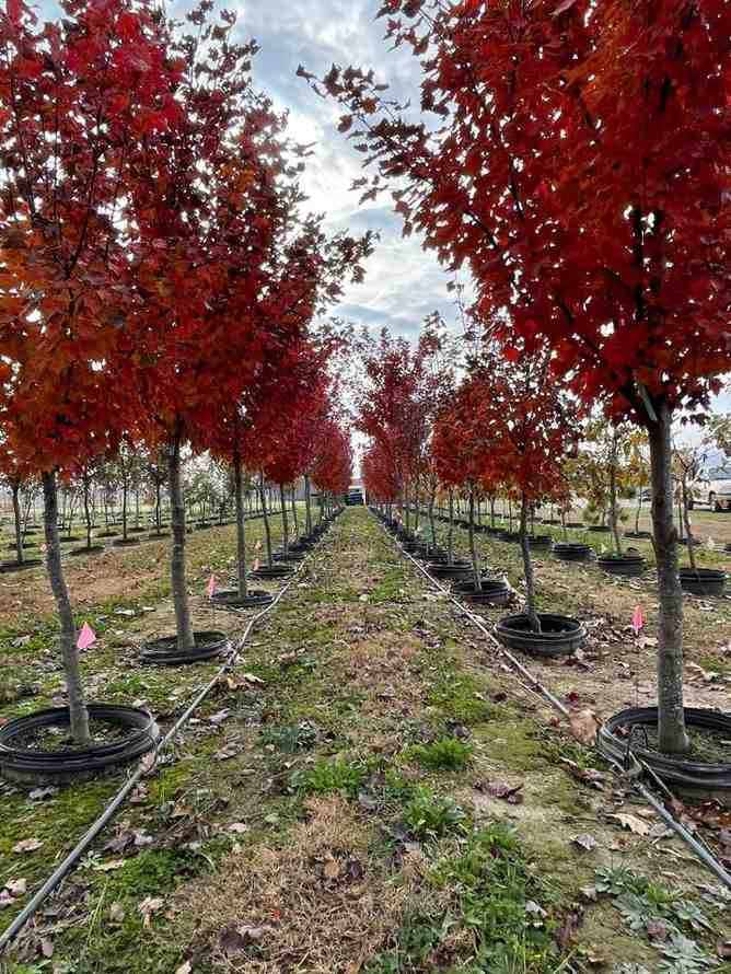 Pohon Japanese Red Maple