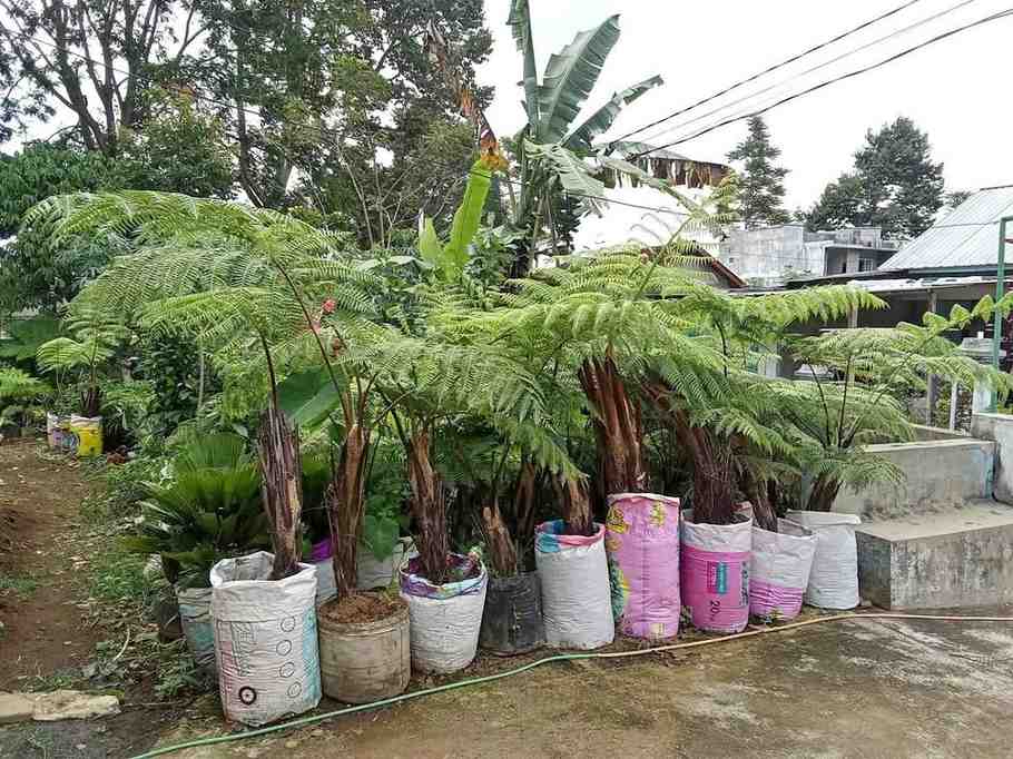 jual pohon pakis monyet tanaman tropis cantik