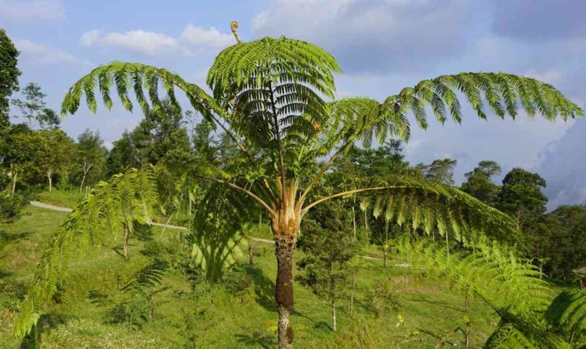 Jual pakis monyet ukuran besar untuk proyek landscape