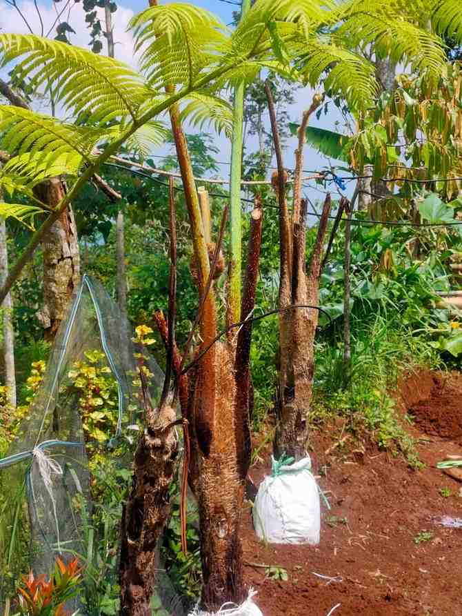 jual pohon pakis monyet tanaman tropis cantik