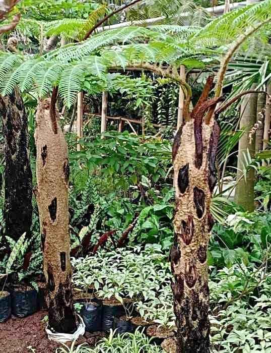 jual pohon pakis monyet tanaman tropis cantik