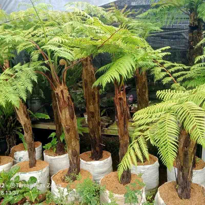 Pohon Pakis Monyet