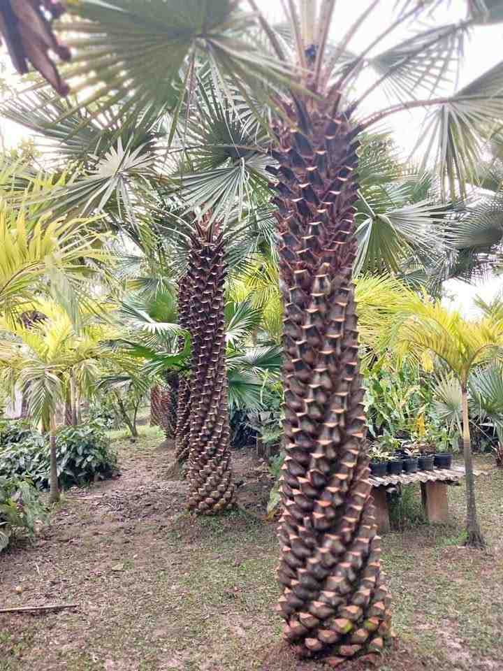 Pohon Palem Bajul