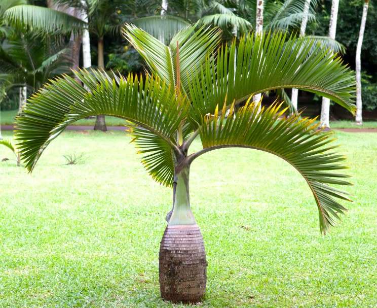 Pohon Palem Botol