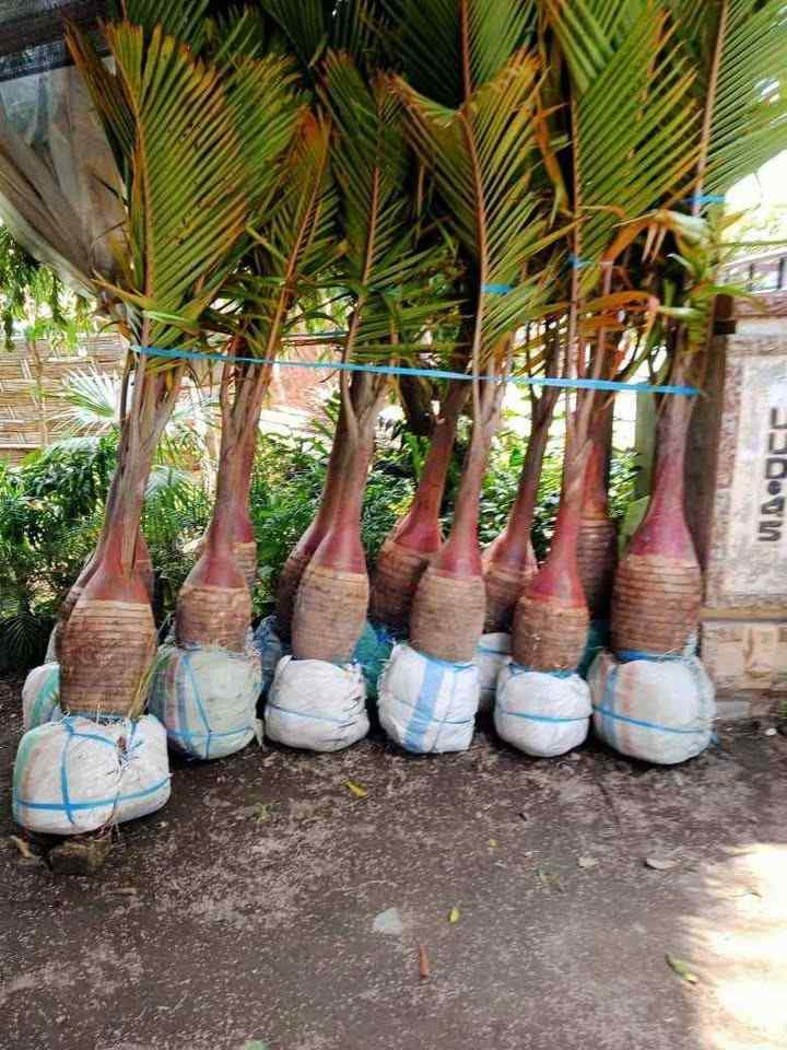 jual pohon palem botol kecil dan besar unggul