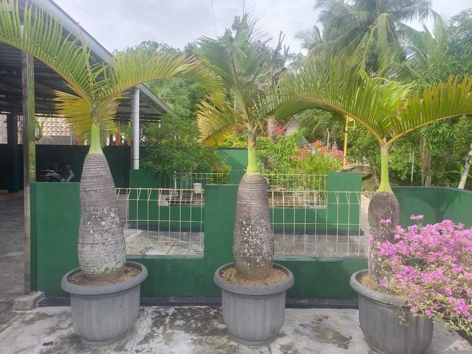 jual pohon palem botol kecil dan besar unggul