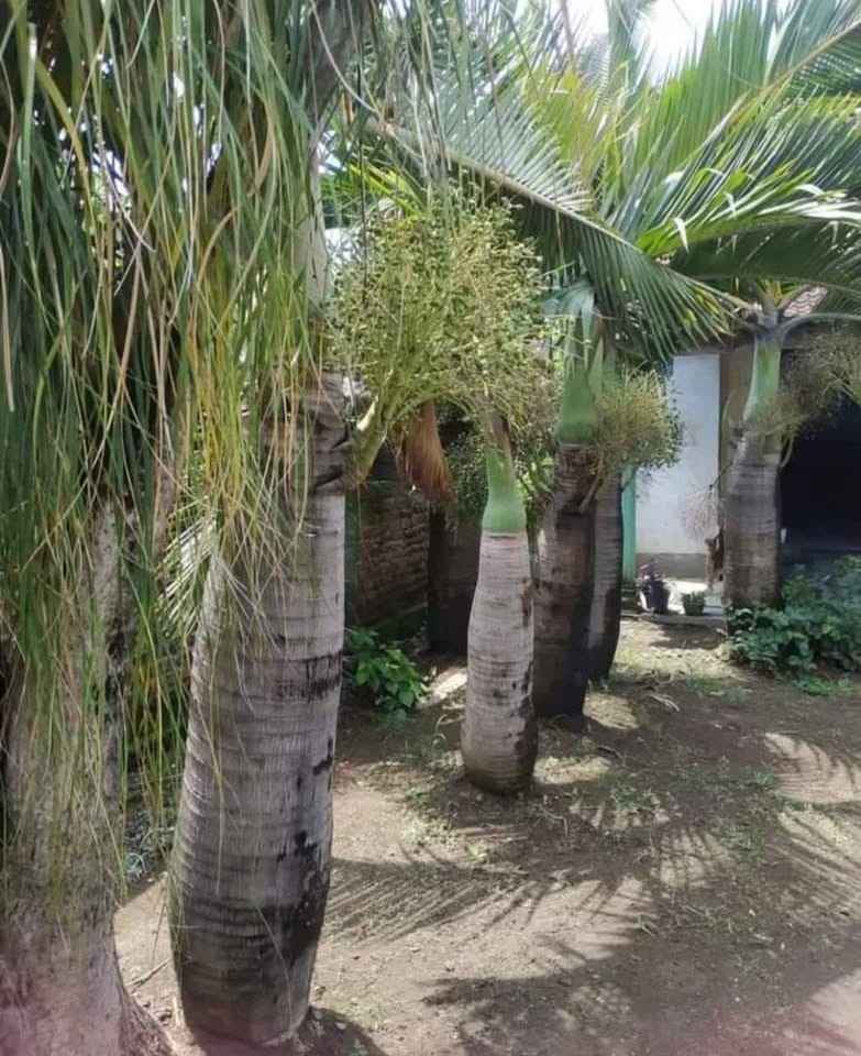 jual pohon palem botol kecil dan besar unggul