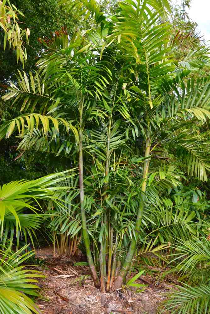 jual pohon palem jepang tanaman hias cantik 5