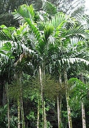jual pohon palem jepang tanaman hias cantik 6