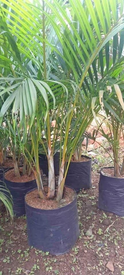 jual pohon palem kuning besar untuk proyek landscape