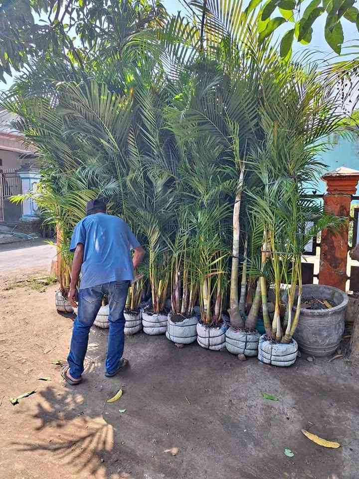 jual pohon palem kuning siap tanam area outdoor dan indoor