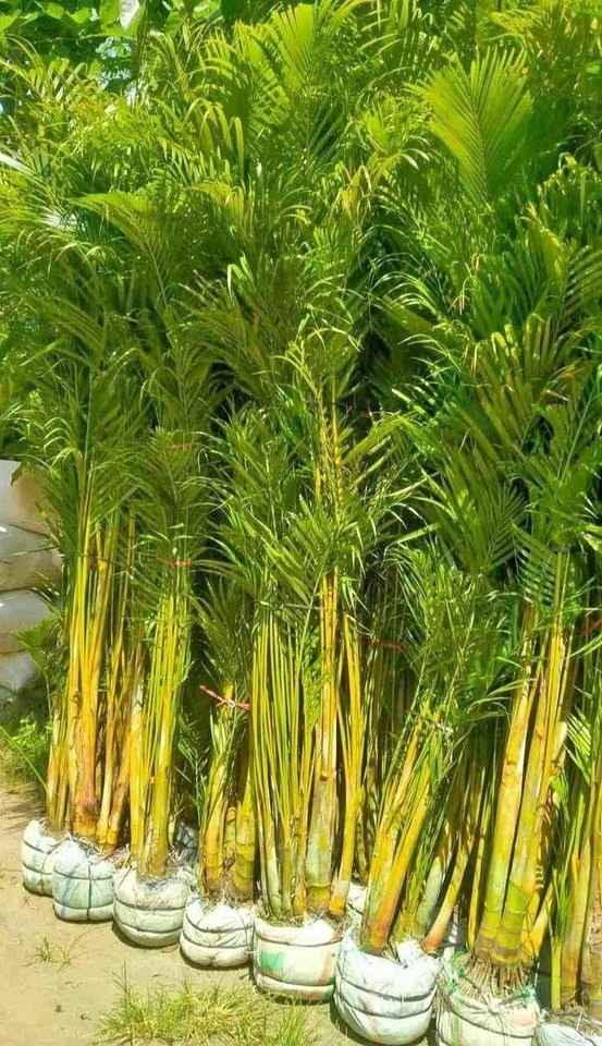 jual pohon palem kuning siap tanam langsung dari nursery