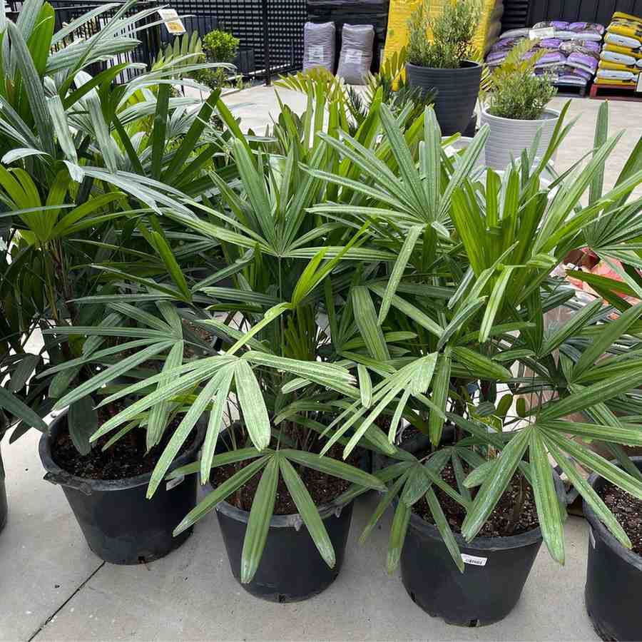 jual pohon palem regu palem waregu cantik
