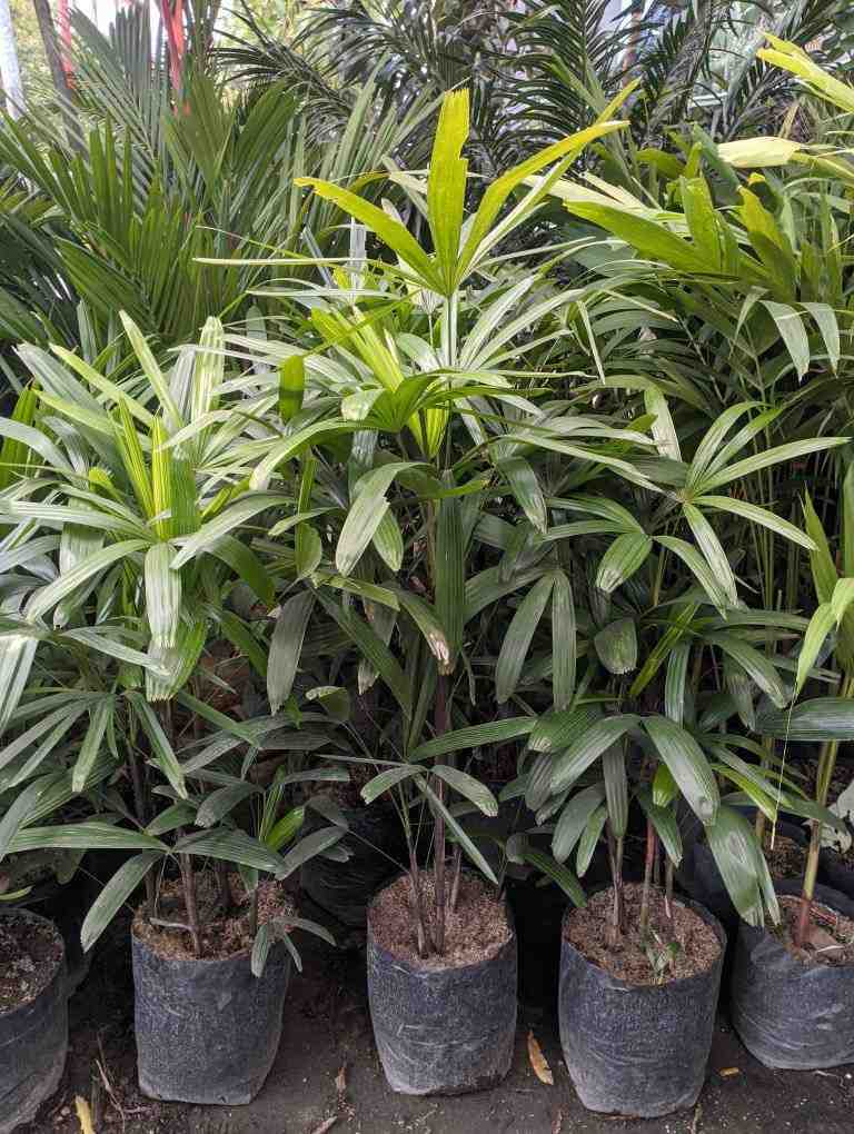 jual pohon palem regu palem waregu cantik