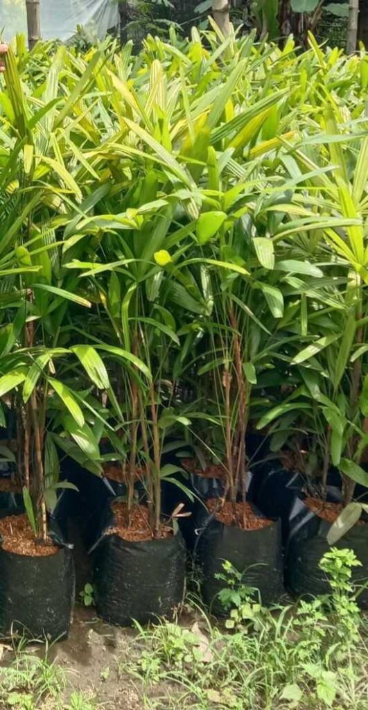 jual pohon palem regu palem waregu cantik