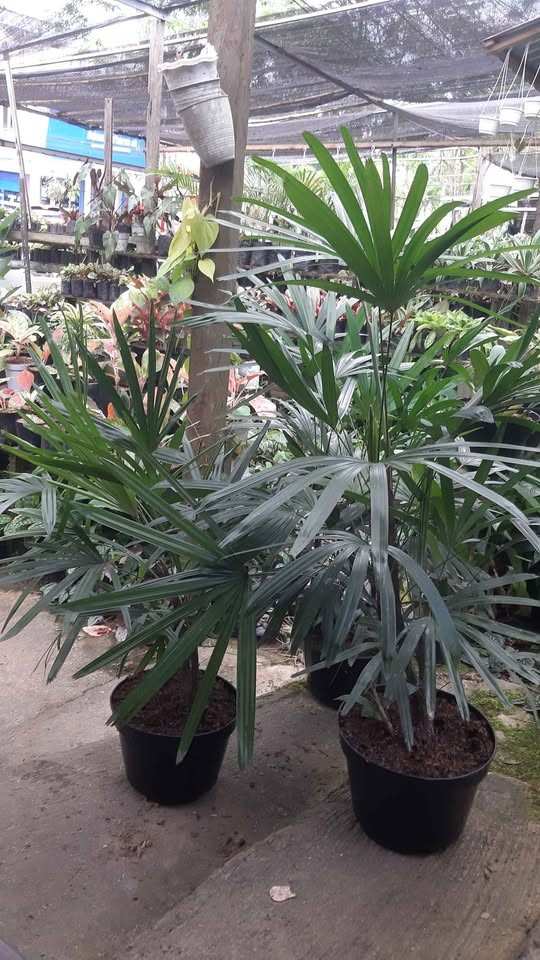 jual pohon palem regu palem waregu cantik
