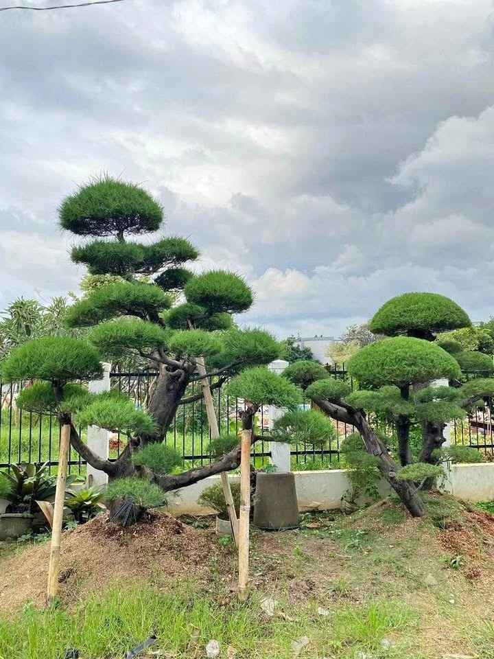 Bonsai Cemara Udang