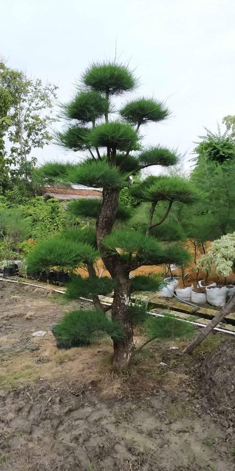 stok-bonsai-cemara-udang-berbagai-ukuran-dari-kecil-hingga-besar-di-nursery