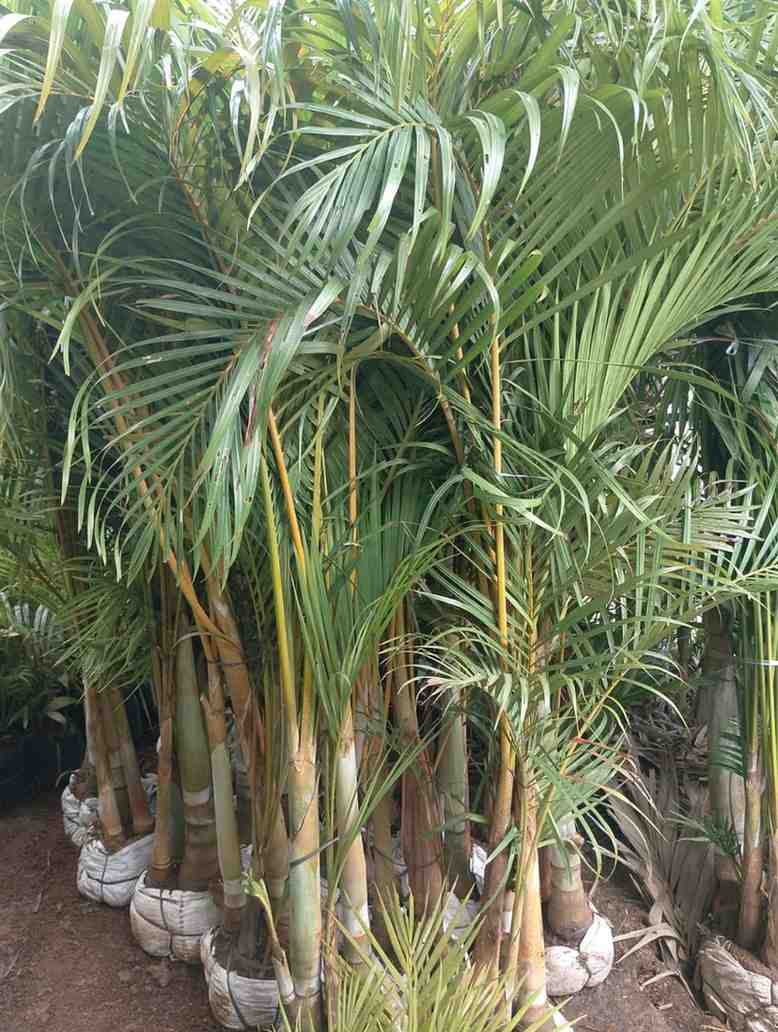Palem Kuning Siap Kirim