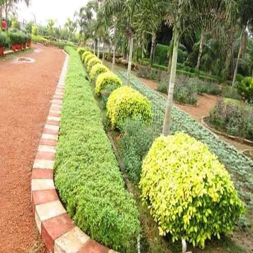 Jasa landscape dan penghijauan taman oleh Tamannika