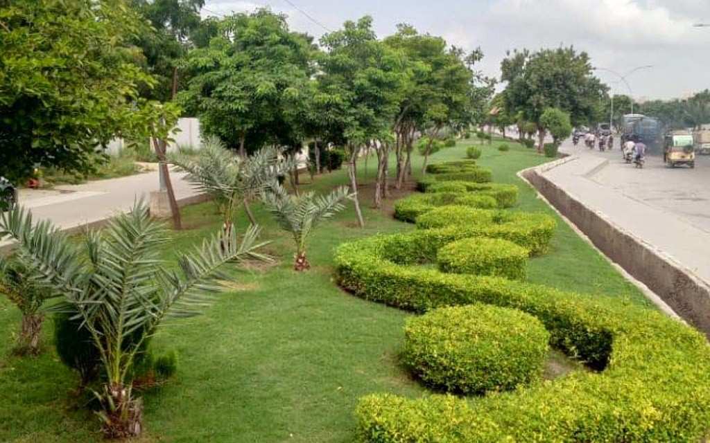 Pohon besar untuk proyek penghijauan dan landscape
