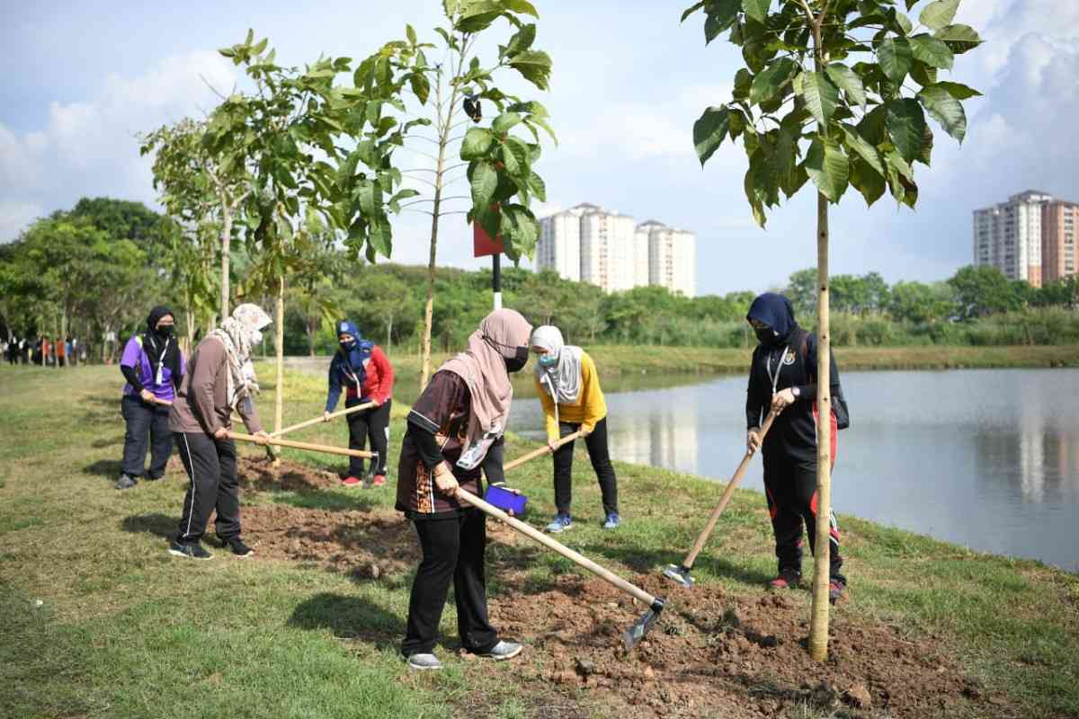 Jasa penghijauan dan penanaman pohon besar siap tanam oleh Tamannika