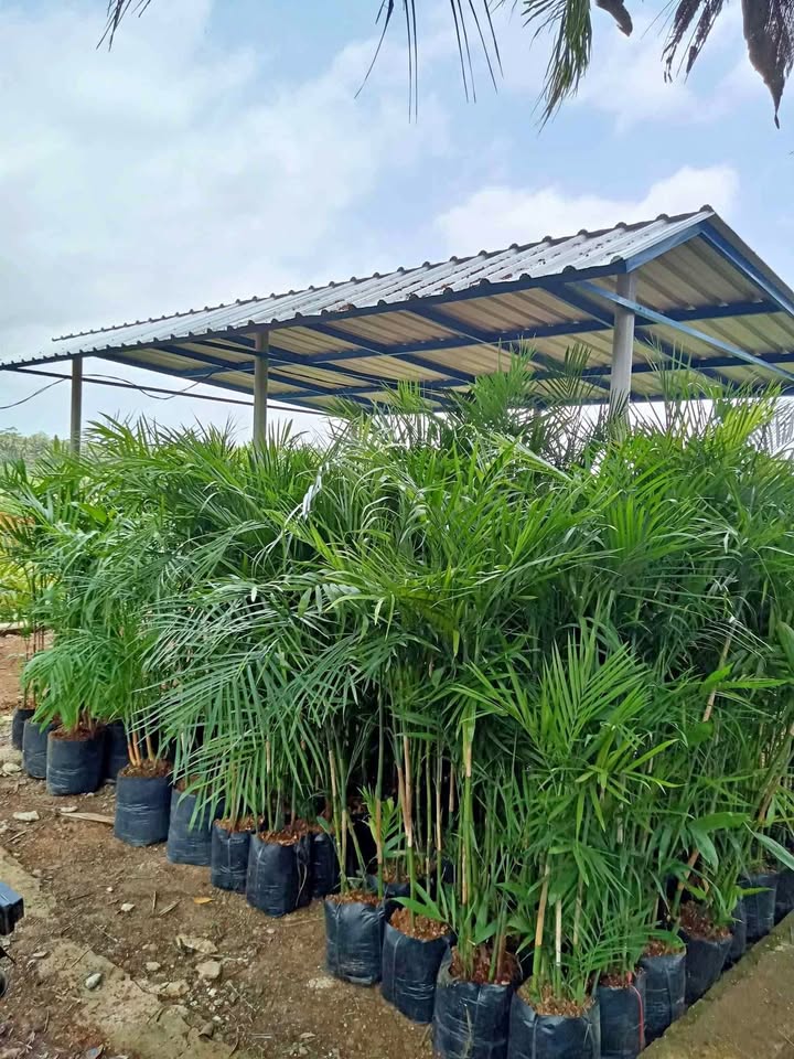 jual palem komodor placeholder 3