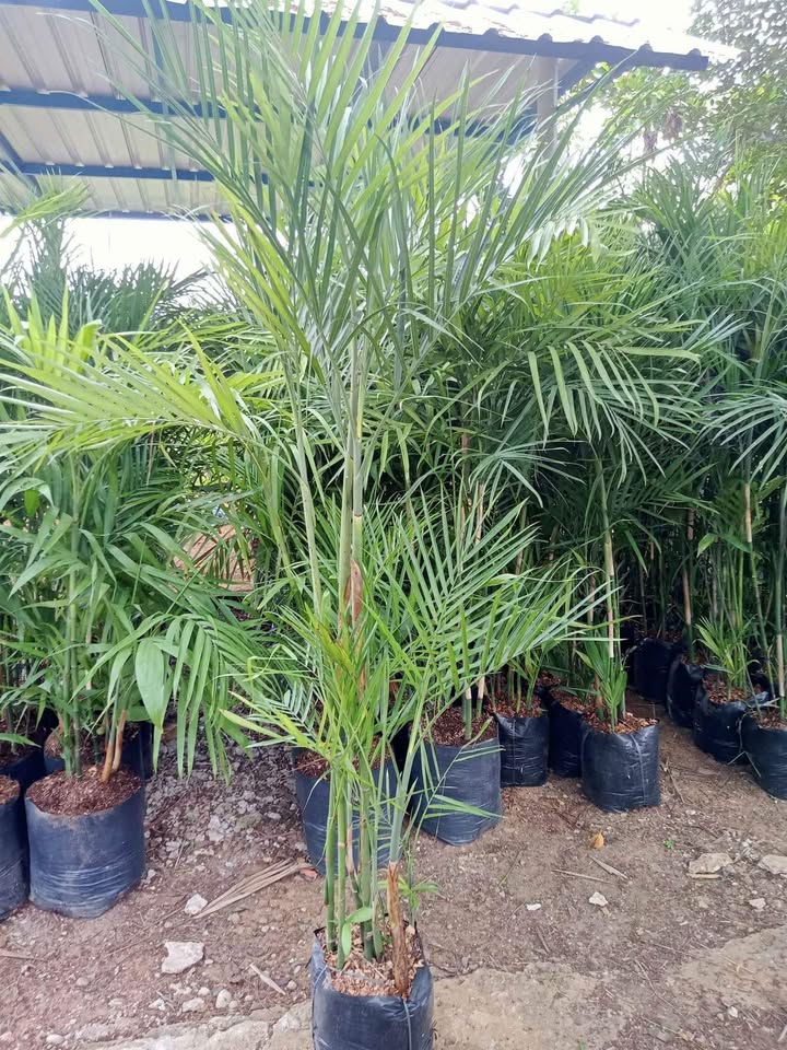 Pohon Palem Komodor