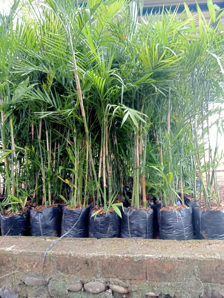 jual palem komodor placeholder 5
