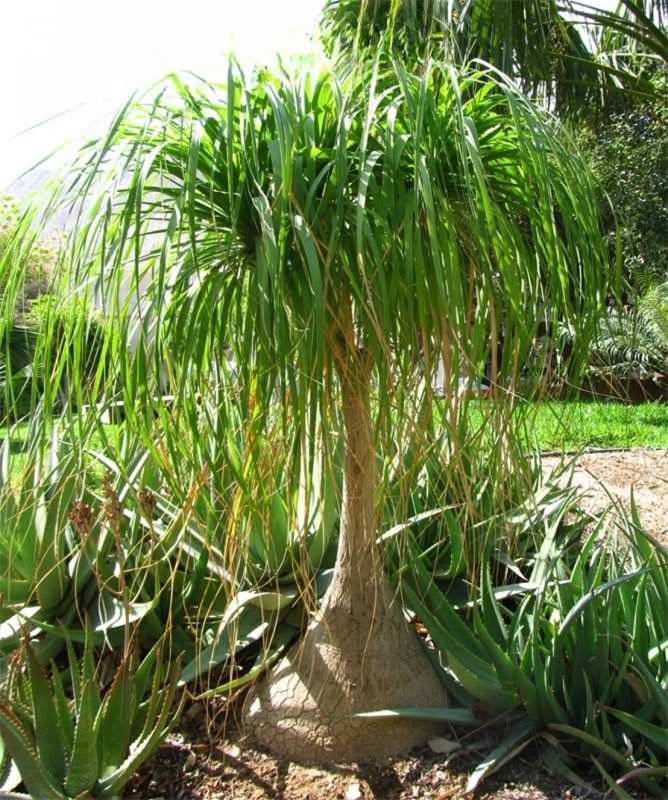 Pohon Palem Nolina