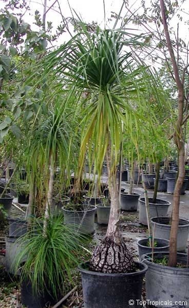 jual palem nolina placeholder 3