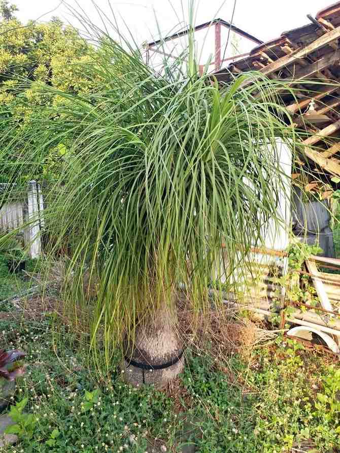 jual palem nolina placeholder 4