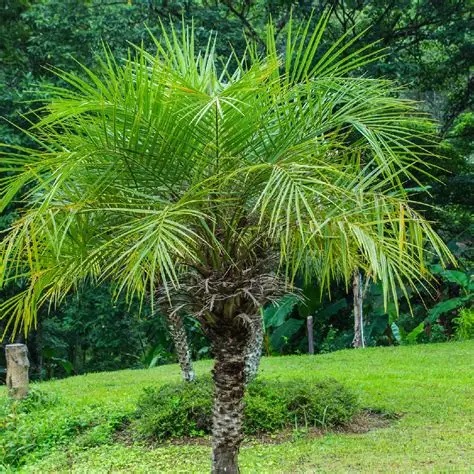 Pohon Palem Phoenix