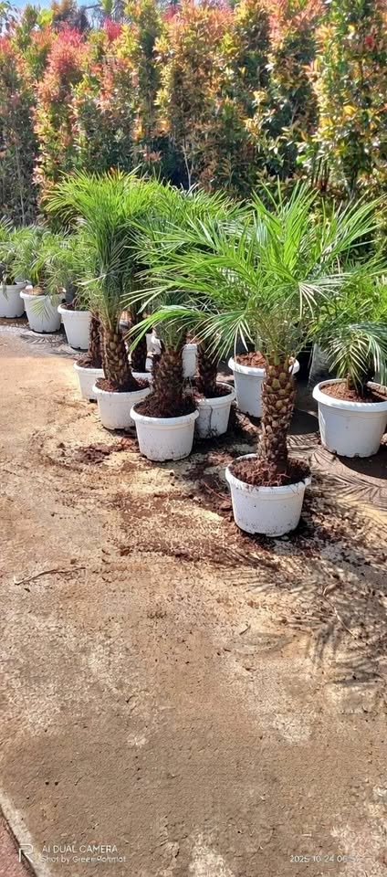 jual palem phoenix placeholder 6