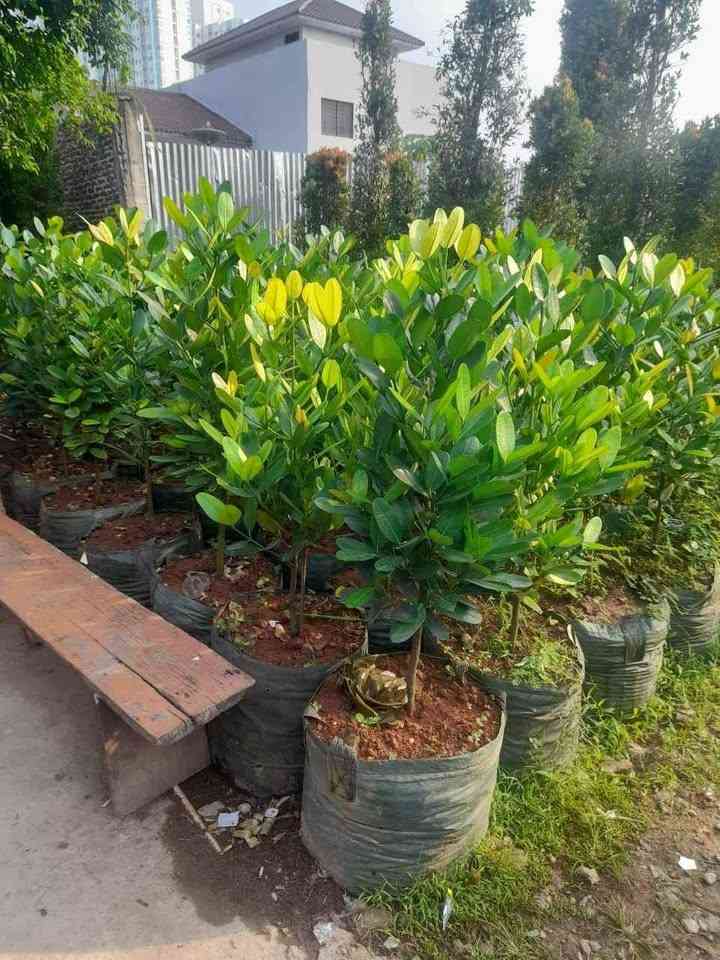 jual pohon garcinia ukuran kecil sedang dan besar