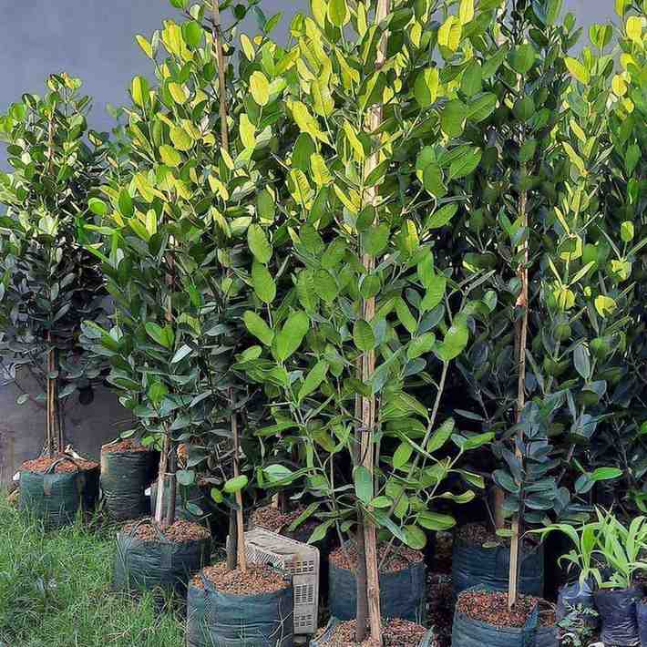 jual pohon garcinia ukuran kecil sedang dan besar