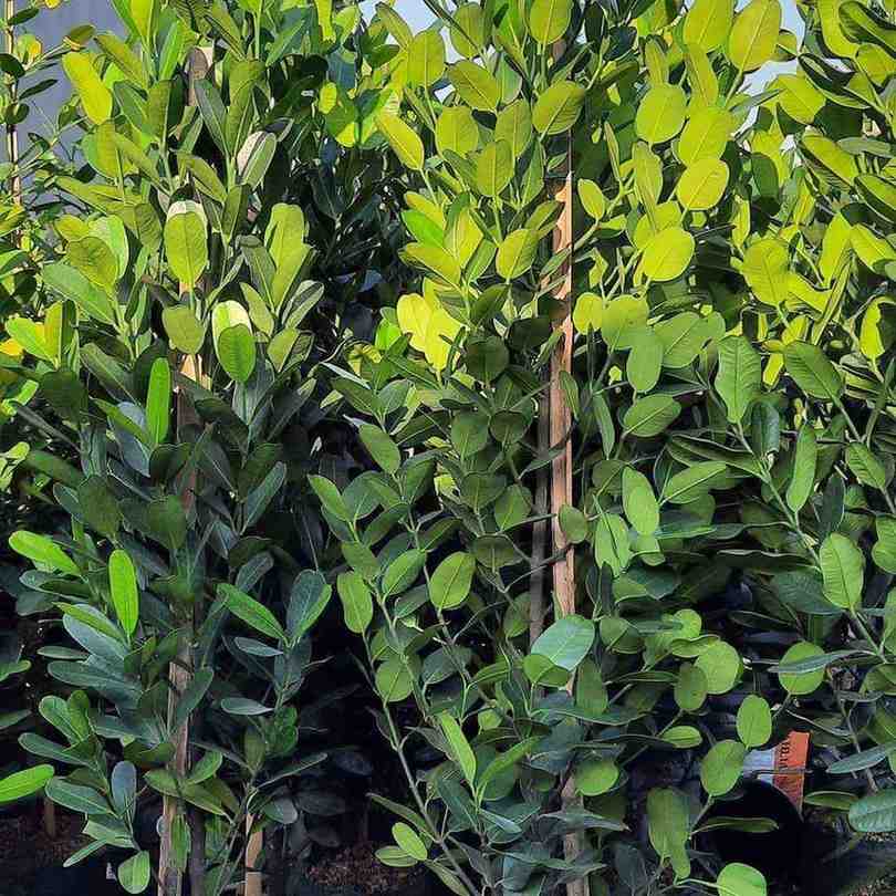 Pohon Garcinia