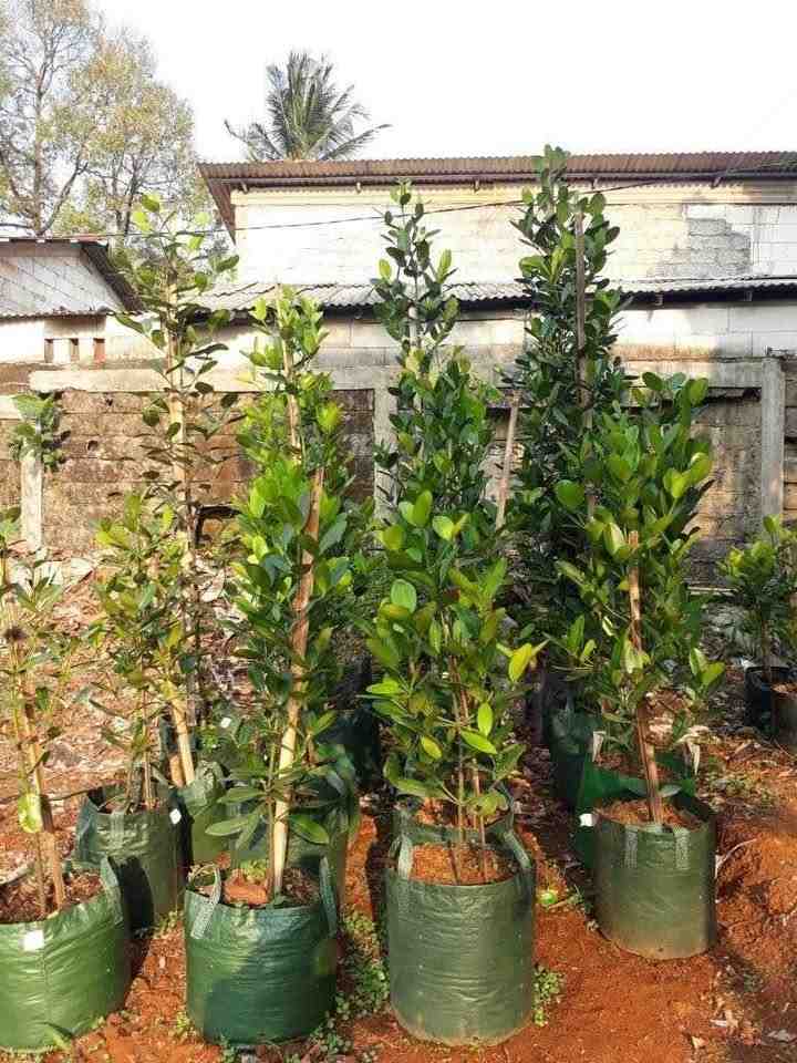 jual pohon garcinia ukuran kecil sedang dan besar