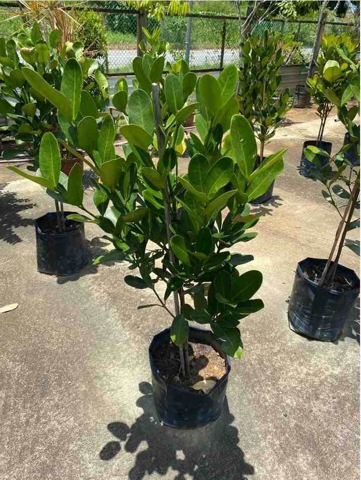 jual pohon garcinia ukuran kecil sedang dan besar